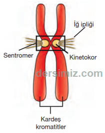 Kinetokor