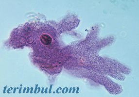 Yalancı Ayak (Psödopod)